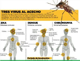 Tres virus al acecho. Picaduras de mosquito