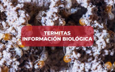 Termitas: Información biológica